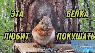 Самая толстенькая белочка в парке и ее друзья бельчата  Видео для хорошего настроения!