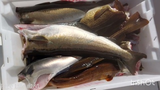 Fishing North Atlantic Cod, pollock and ling.