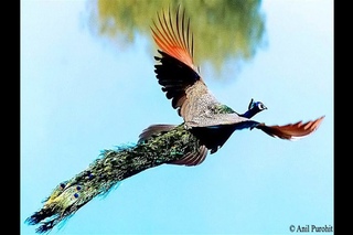 Peacock Flying High - Watch the Amazing Peacock Flight