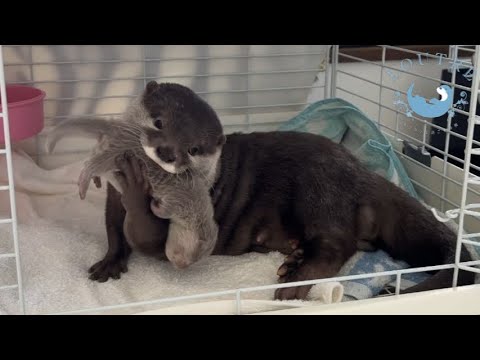 Otter Shows Off Her