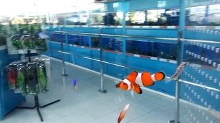 Finding Nemo Fish Tank REAL no movie | AUDIOVISOR
