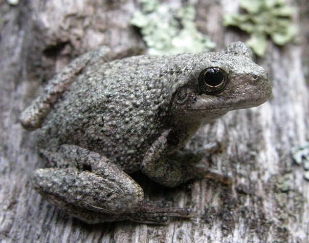 обыкновенная жаба (bufo bufo). обыкновенная жаба (bufo bufo). кавказская жаба. серая жаба тигирекский заповедник. земноводных серая жаба.