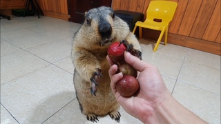 marmot didn't like the plum and threw it away