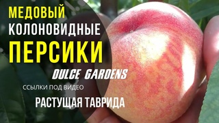 Колоновидный персик сорт Медовый Россия | Интенсивное садоводство | Растущая Таврида