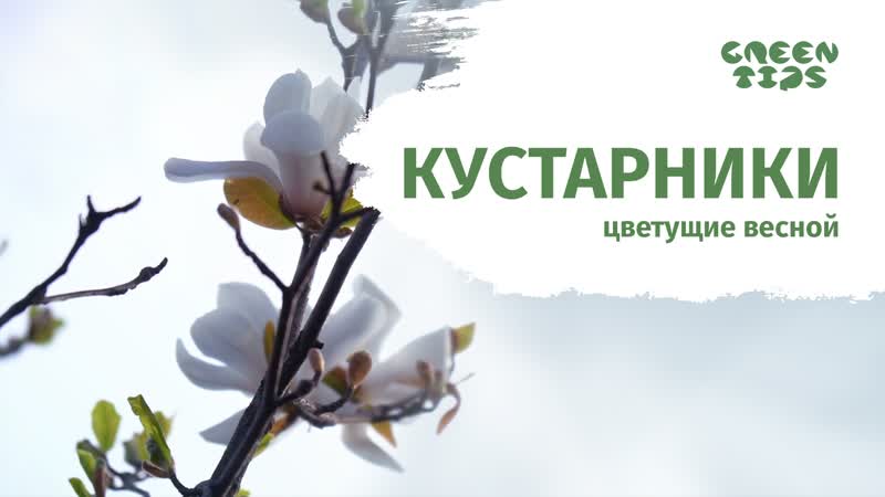 Успеи те посадить осенью. Декоративные кустарники и