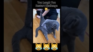 So you want a CAT ? Are You Really Sure ?? 😹😹 Funny Cats #funny #animals #shorts
