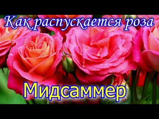 Timelapse Rose 4К. Midsummer (Tantau 2007) Как распускается роза Мидсаммэр (Флорибунда)