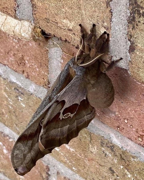 Мотылек Antheraea polyphemus страшный кошмар инсектофобов Насекомое, одновременно напоминающее моль и паука, достигает в ширину 15 см.Интересный факт: если гусеницы этого вида считаются