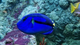 Tropische vissen Sea Life
