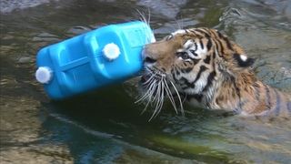 アムールトラ　サーシャちゃん　もはやポリタンクはお友達？　【浜松市動物園】Amur tiger Sasha-chan Hamamatsu Zoo