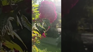 Природа научного центра, где проходит Конференция в Индии . Елена Шишкина. Мир Универсологии