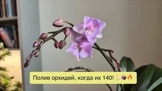 Как поливать орхидеи, если их 140 и они очень разные!