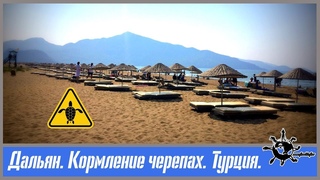 Дальян. Кормление черепах. Турция.